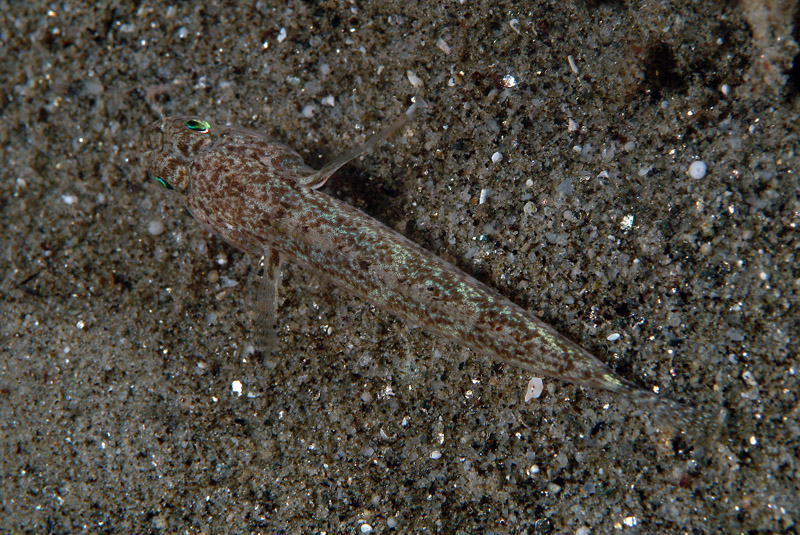 Gobius???